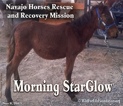 Morning StarGlow